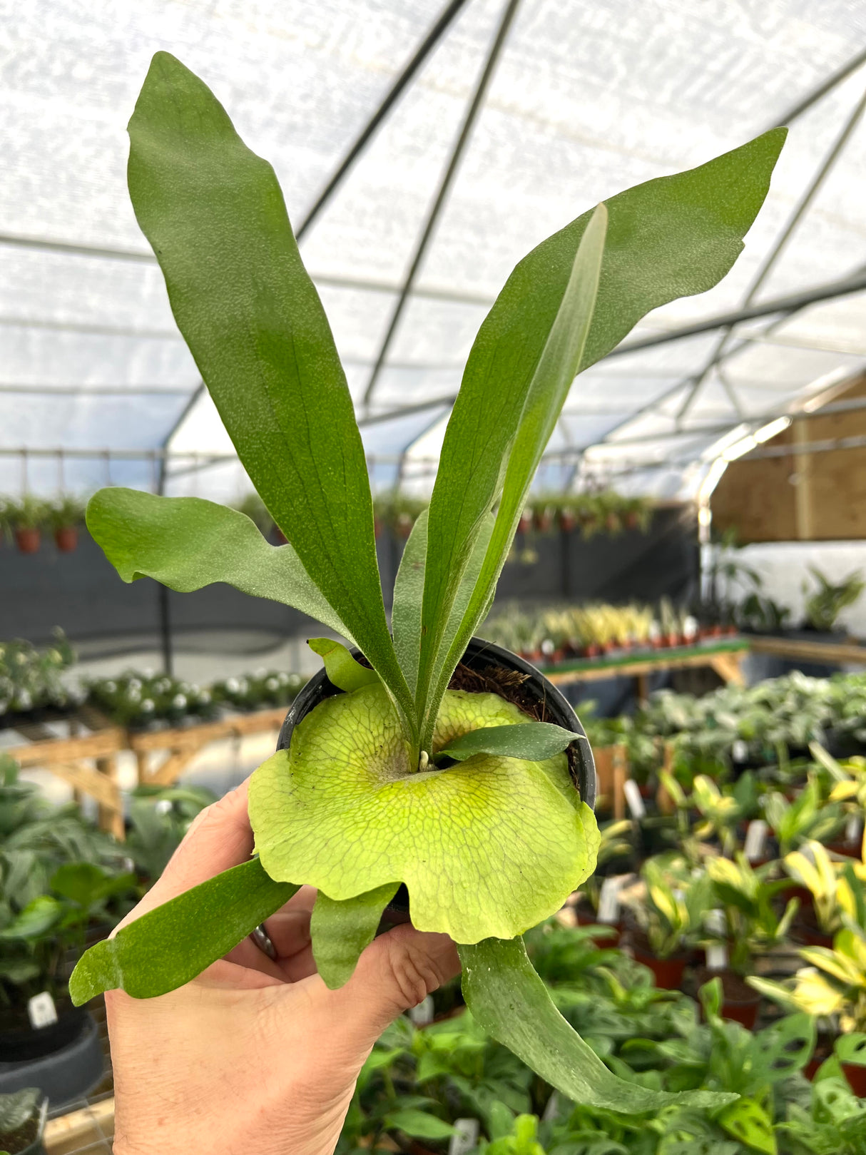 4" Platycerium veitchii (Silver Staghorn Fern) - Canopy Plant Co.