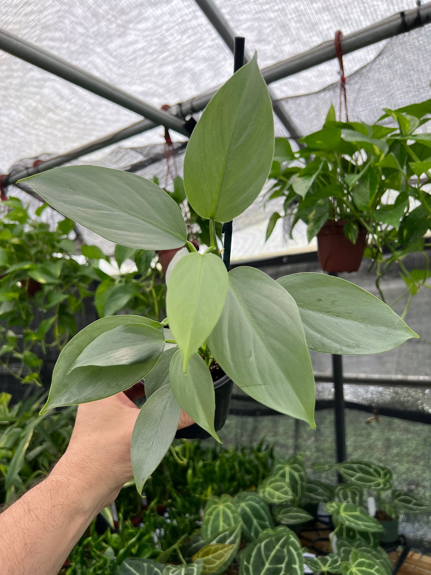 silver sword philodendron narrow form 4" Philodendron 'Silver Sword' – Canopy Plant Co