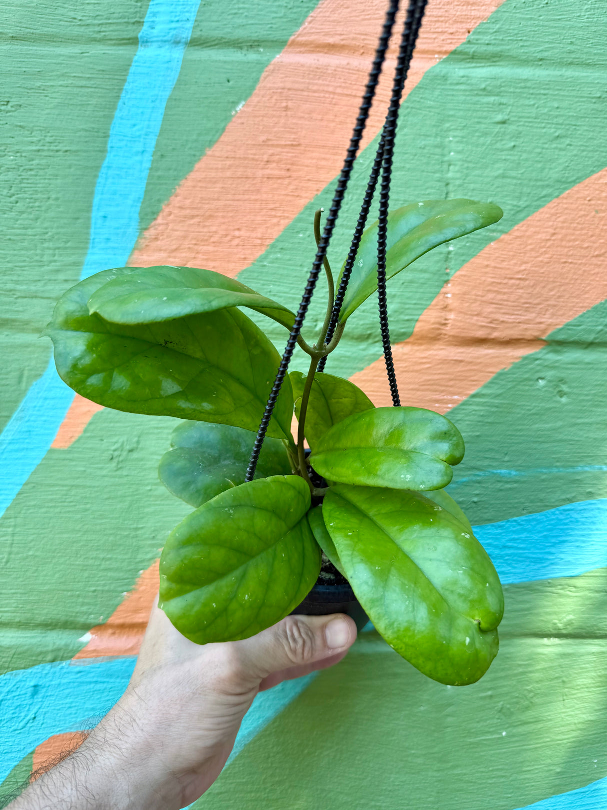 4" Hoya 'Viola' hanging basket