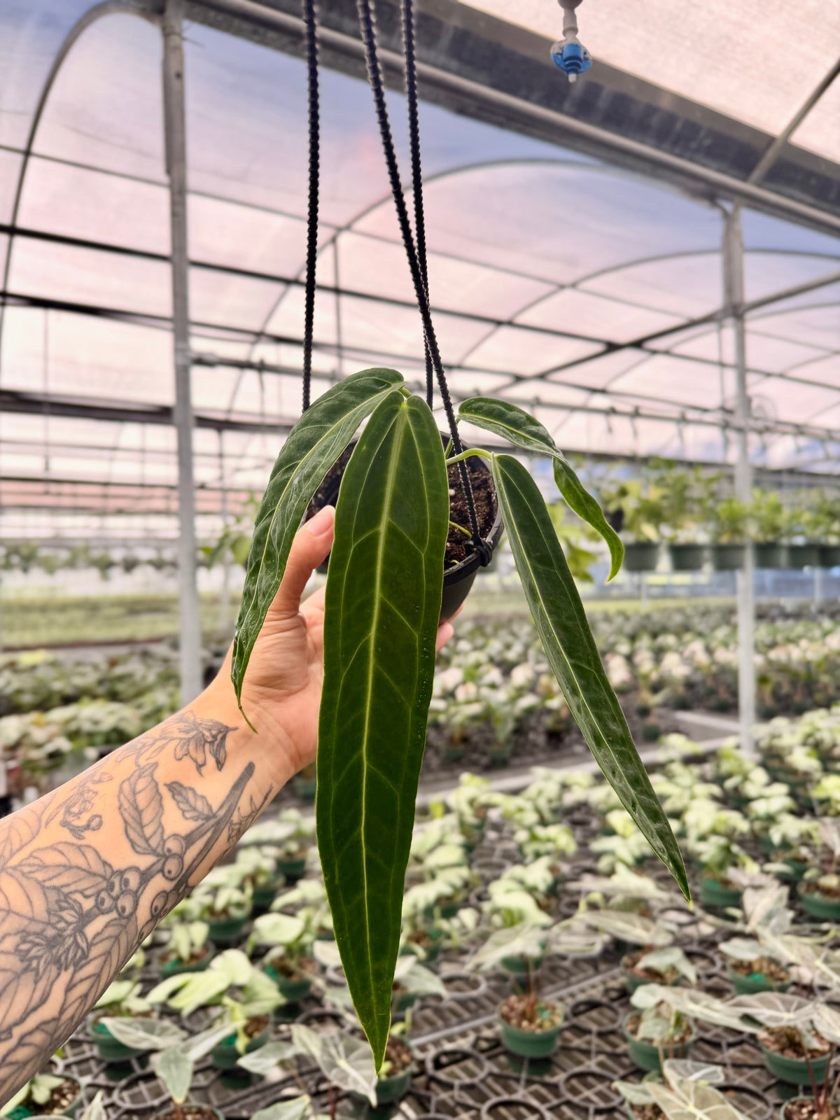 4” Anthurium warocqueanum hanging basket
