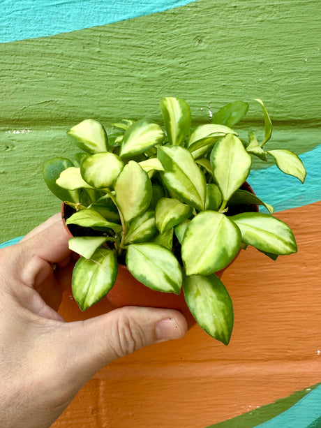 4” Hoya heuschkeliana inner variegated