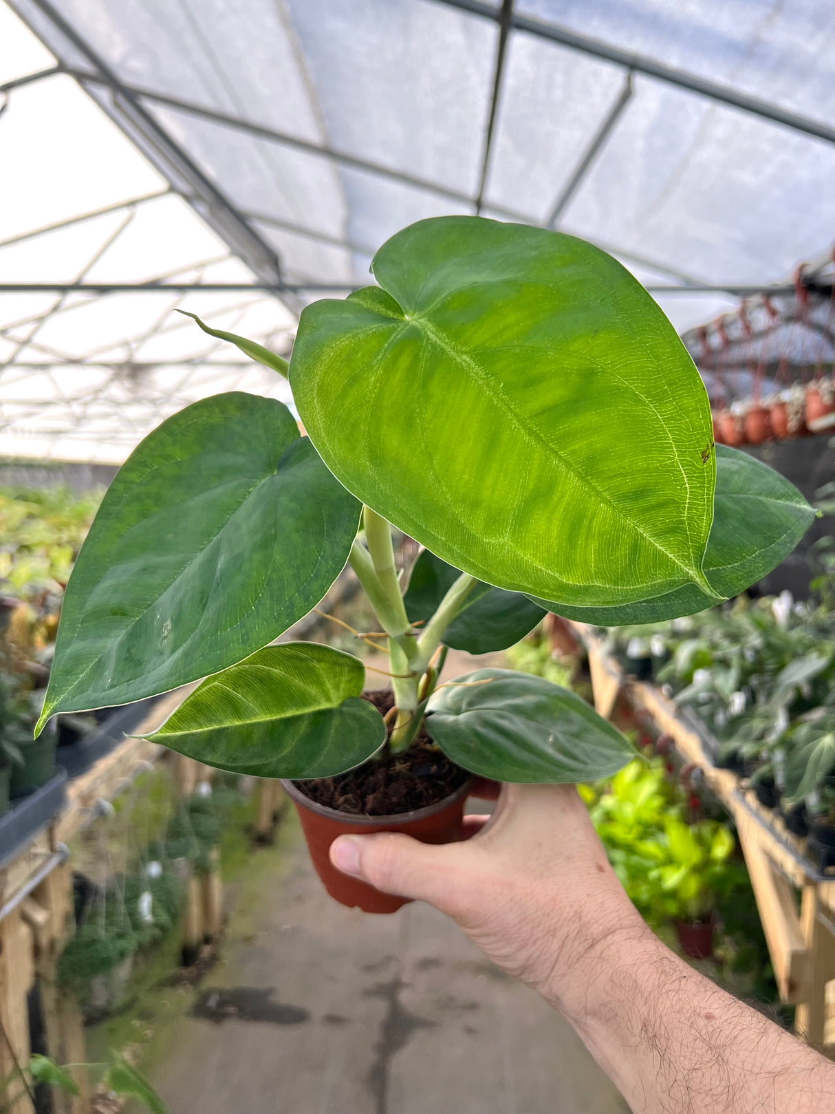 4” Syngonium chiapense 'Ice Frost'