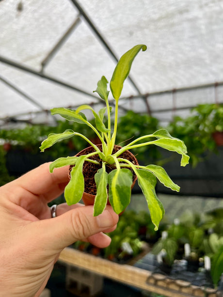 2” Philodendron 'Xanadu' variegated - Canopy Plant Co.