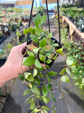 4" Hoya sipitangensis hanging basket