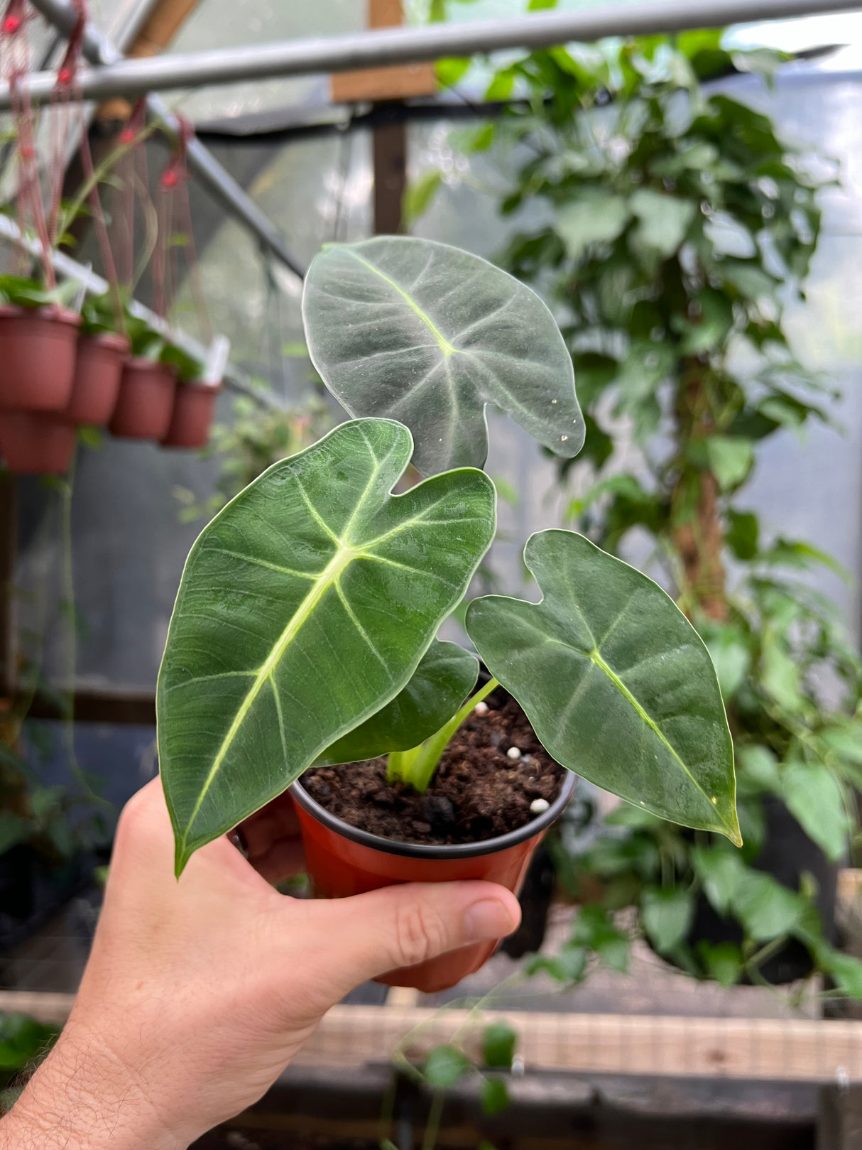 4" Alocasia Frydek (micholitziana)