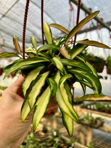 4" Hoya wayetii variegated hanging basket - Canopy Plant Co.