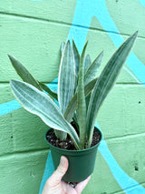 6” Sansevieria ‘Sayuri’