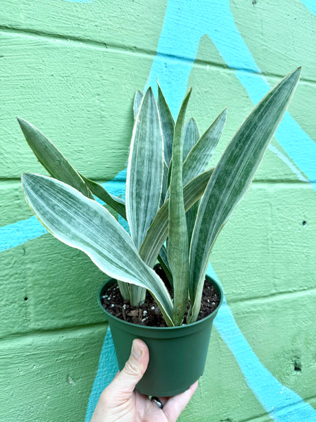 6” Sansevieria ‘Sayuri’