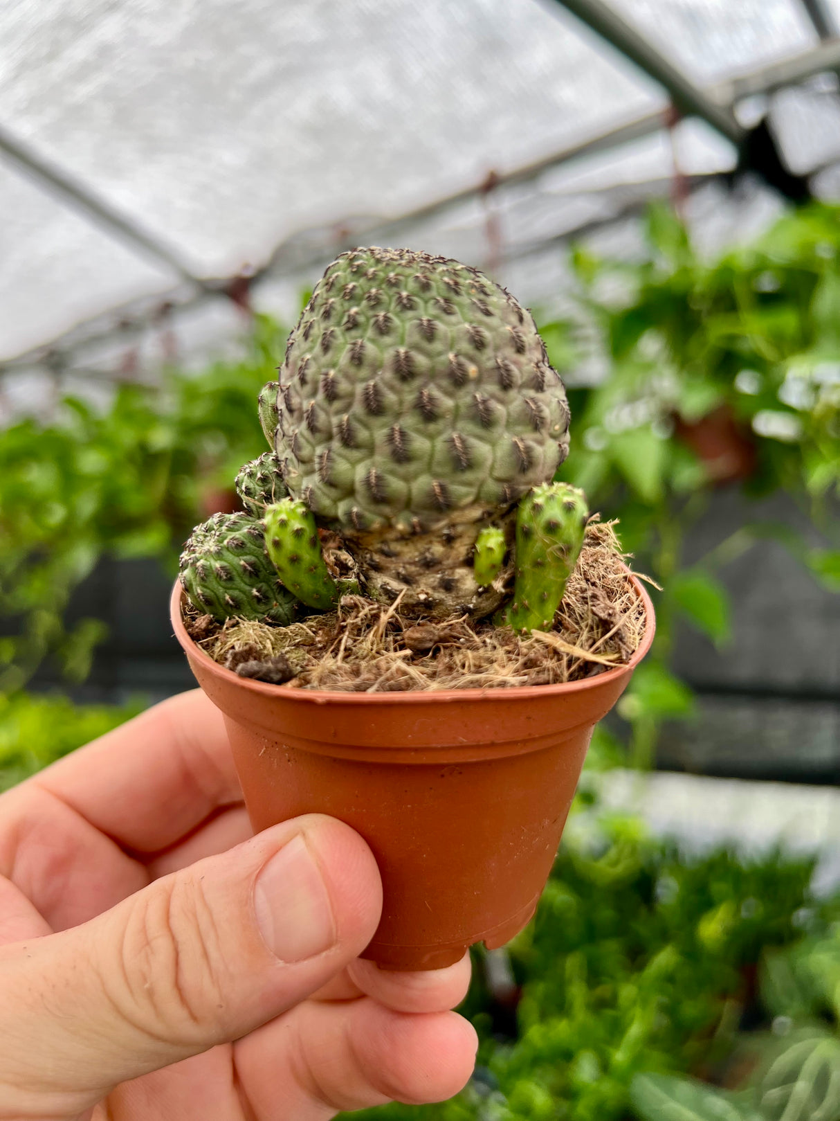 2.5" Sulcorebutia rauschii - Canopy Plant Co.