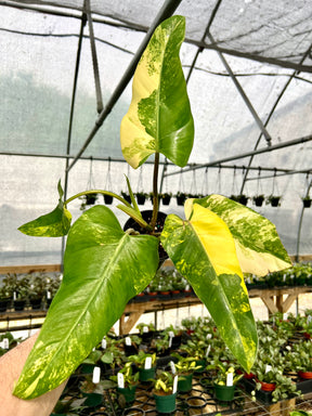 4” Philodendron domesticum variegated - Canopy Plant Co.