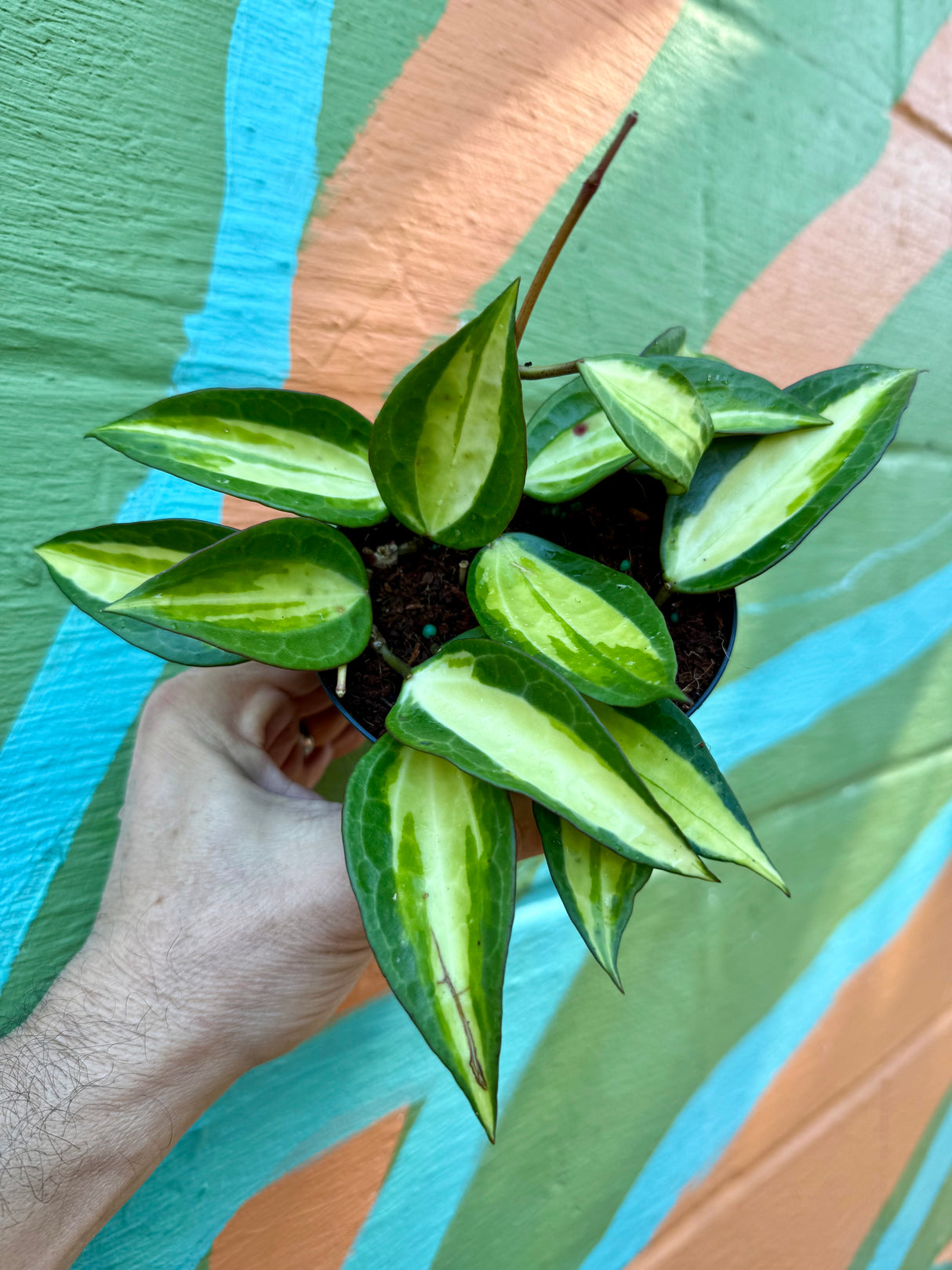 4” Hoya latifolia 'Pot of Gold'