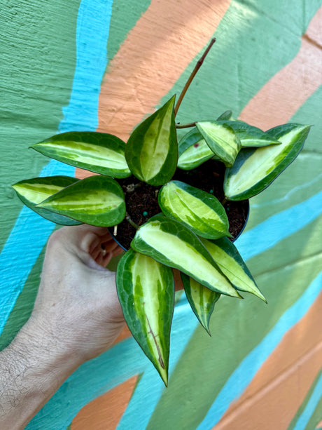 4” Hoya latifolia 'Pot of Gold'