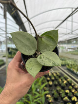 4" Hoya verticillata 'Silver Heart'