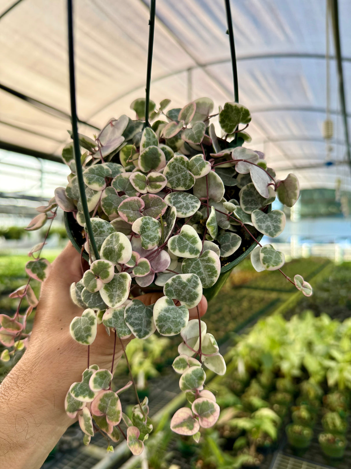 5” Ceropegia woodii ‘String of Hearts' variegated hanging basket