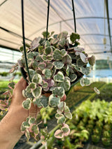 5” Ceropegia woodii ‘String of Hearts' variegated hanging basket
