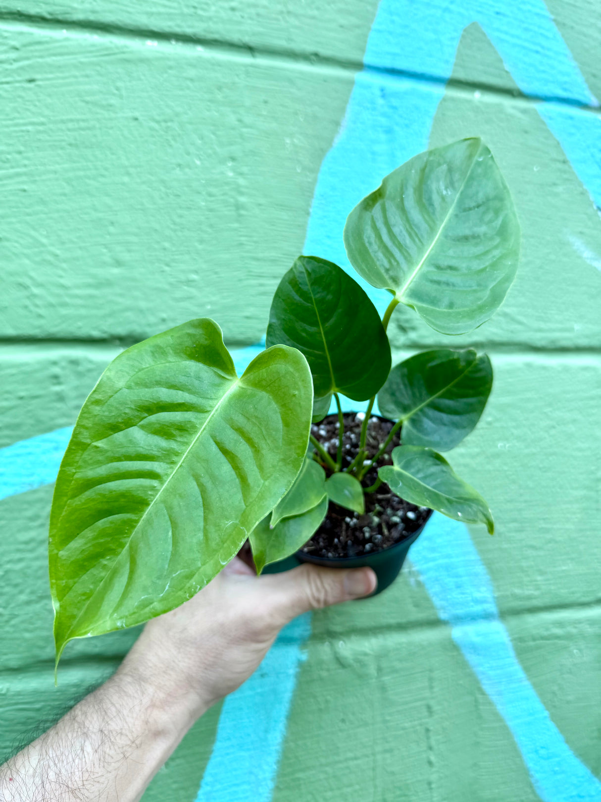 4” Anthurium veitchii