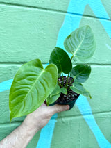 4” Anthurium veitchii