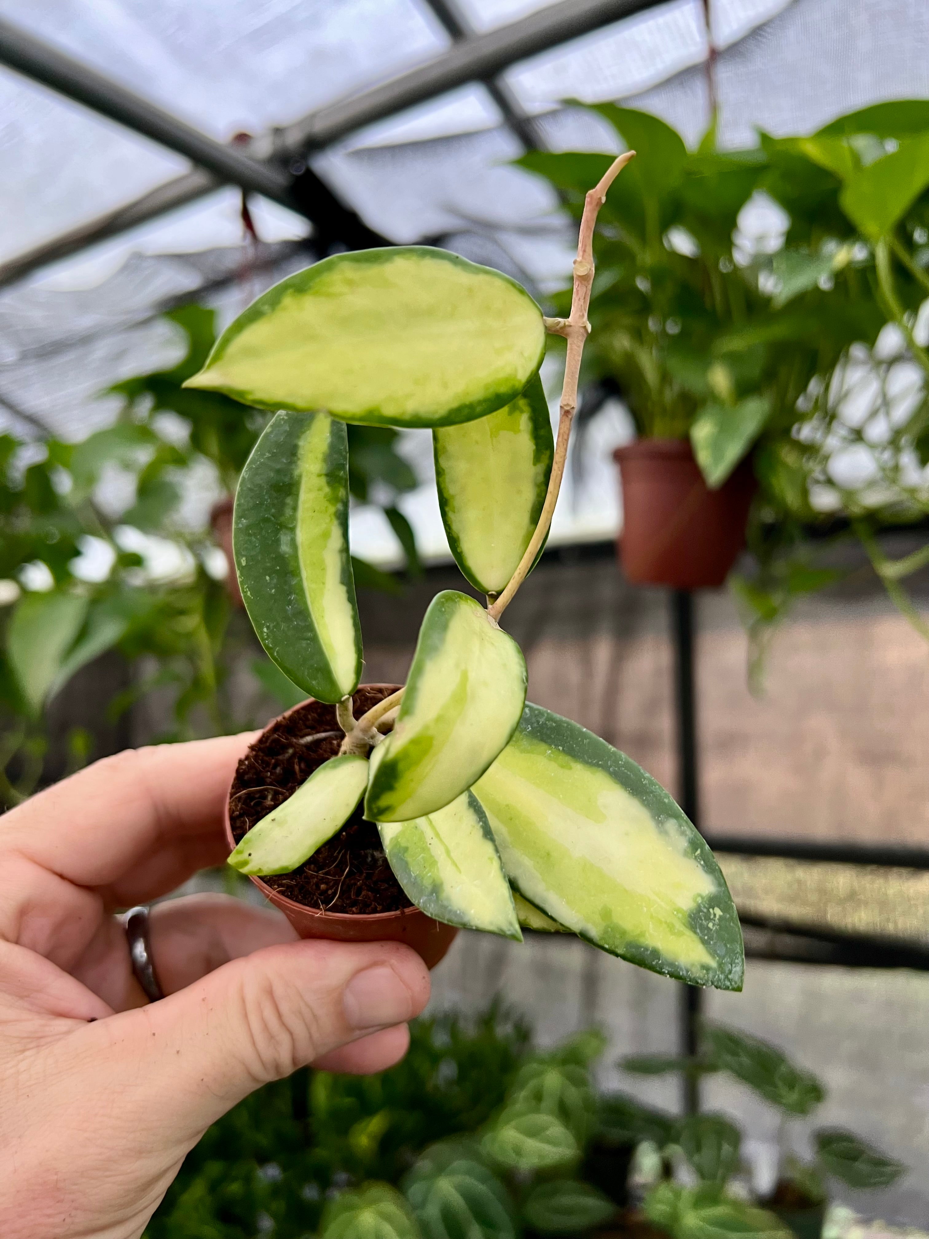 glass-roots グラスルーツ HOYA Amazon | GrassRoots グラスルーツ エレキギター G-A-68