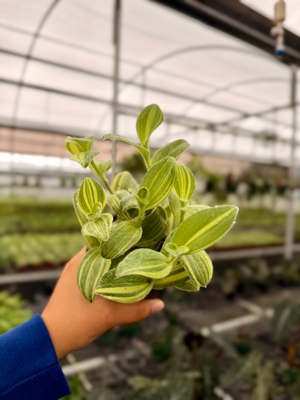 4" Tradescantia ‘Sillamontana' variegated