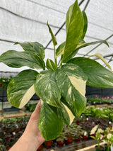 6” Monstera lechleriana variegated - Canopy Plant Co.