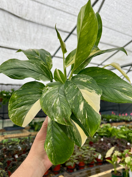 6” Monstera lechleriana variegated
