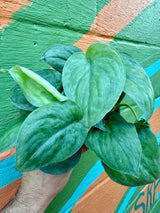 4” Scindapsus ‘Platinum'