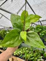 4" Hoya glabra - Canopy Plant Co.