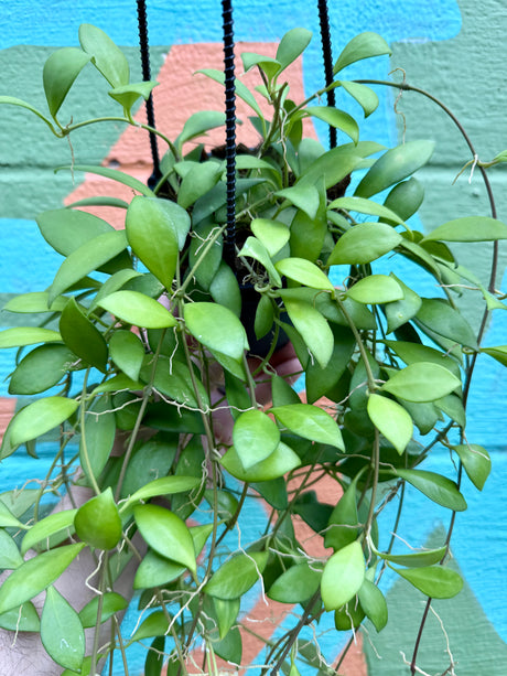 4" Hoya ‘Noona’ hanging basket
