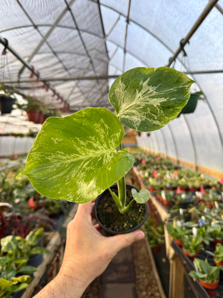 4" Monstera ‘Bulbasaur' - Canopy Plant Co.