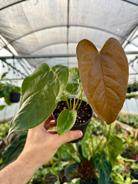 4" Anthurium ‘Queen of Hearts’