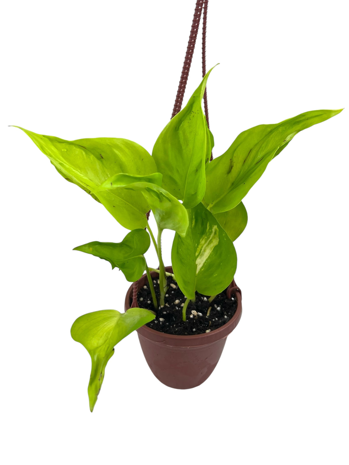 4" Pothos Champs Elysees