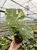 6” Monstera ‘Thai Constellation’