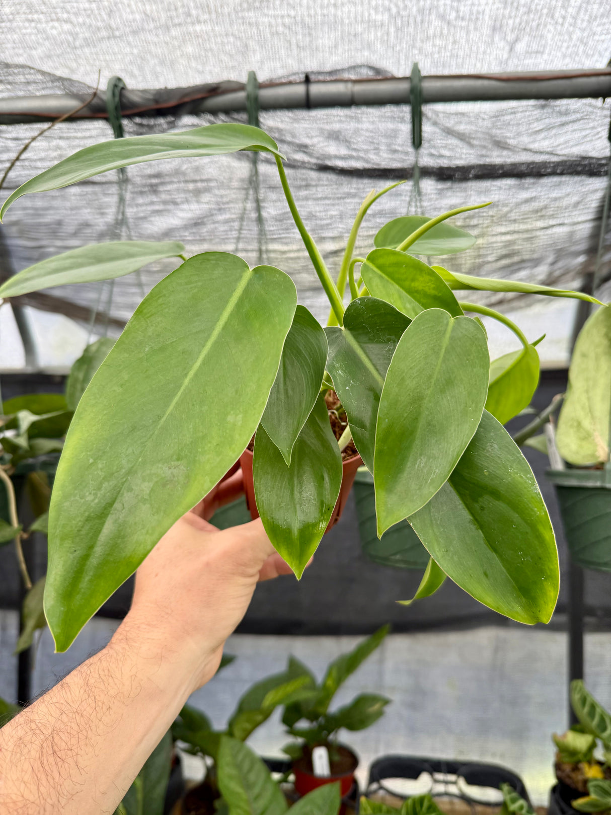 4" Philodendron 'Jerry Horne' - Canopy Plant Co.