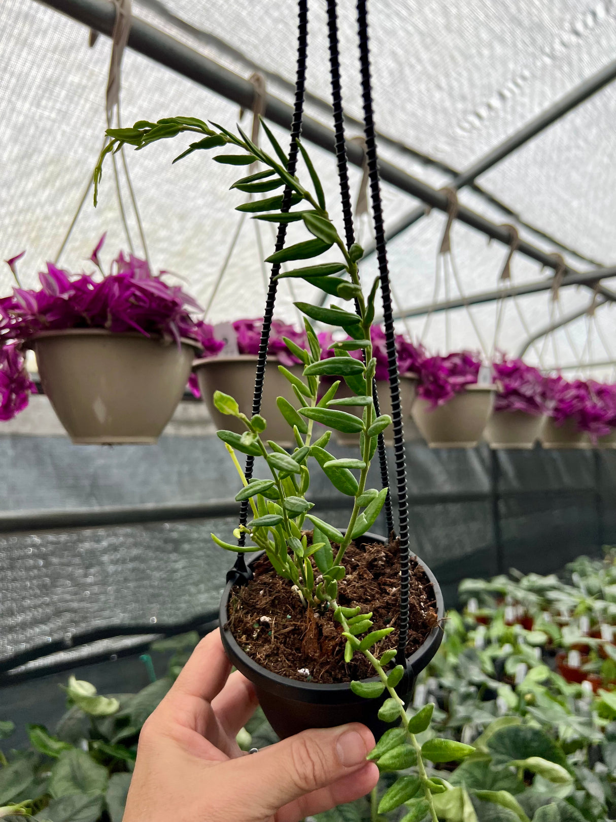 4" Hoya engleriana hanging basket