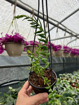 4" Hoya engleriana hanging basket
