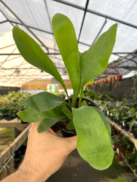 4" Platycerium veitchii (Silver Staghorn Fern)