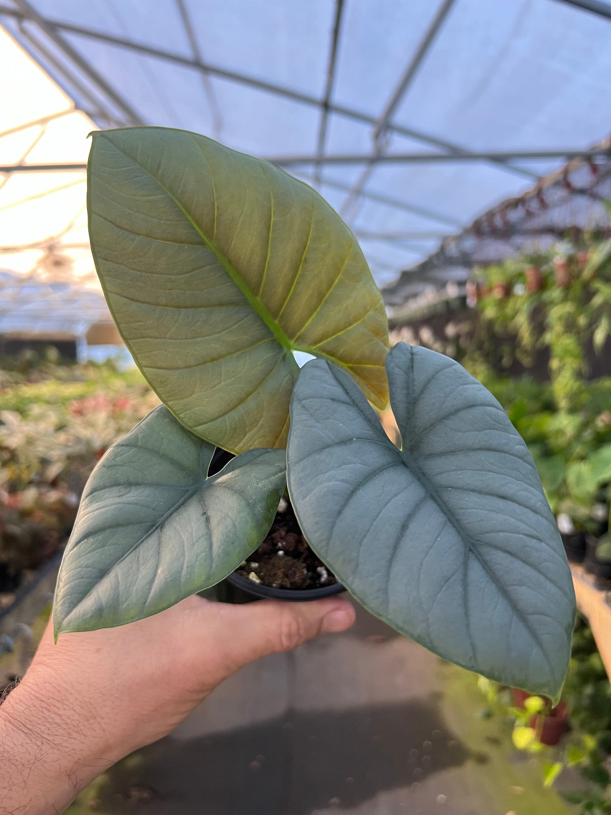 4" Alocasia reginae 'Silver Shield'