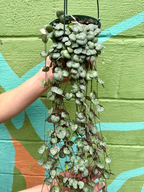 5” 'String of Hearts' hanging basket