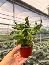 4" Pothos ‘Shangri-La’