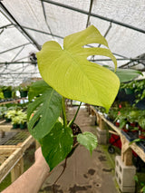 6” Monstera ‘Mint’