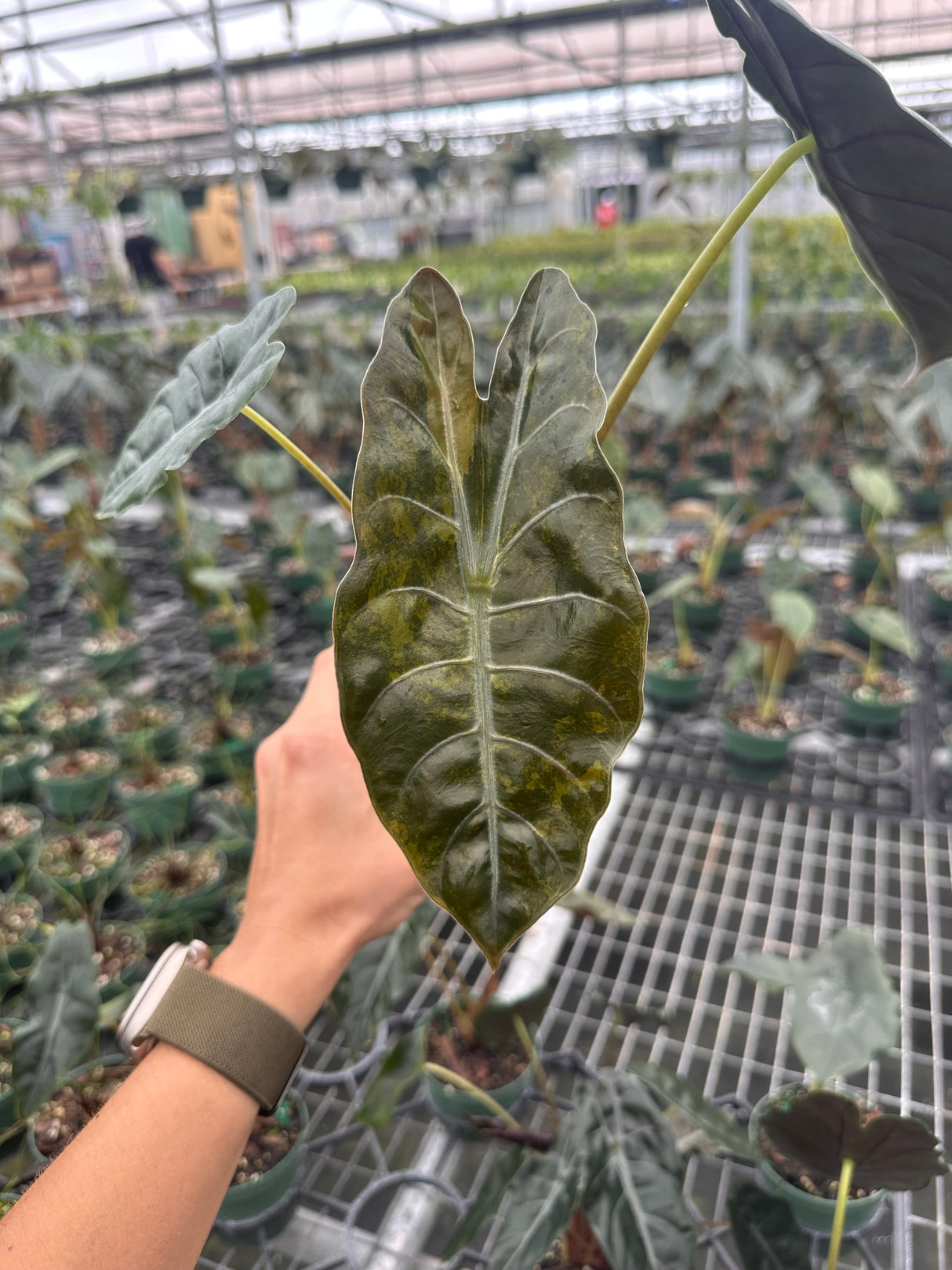 4” Alocasia chantrieri (metallica x sanderiana) variegated