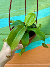 4" Nepenthes 'Gaya' hanging basket