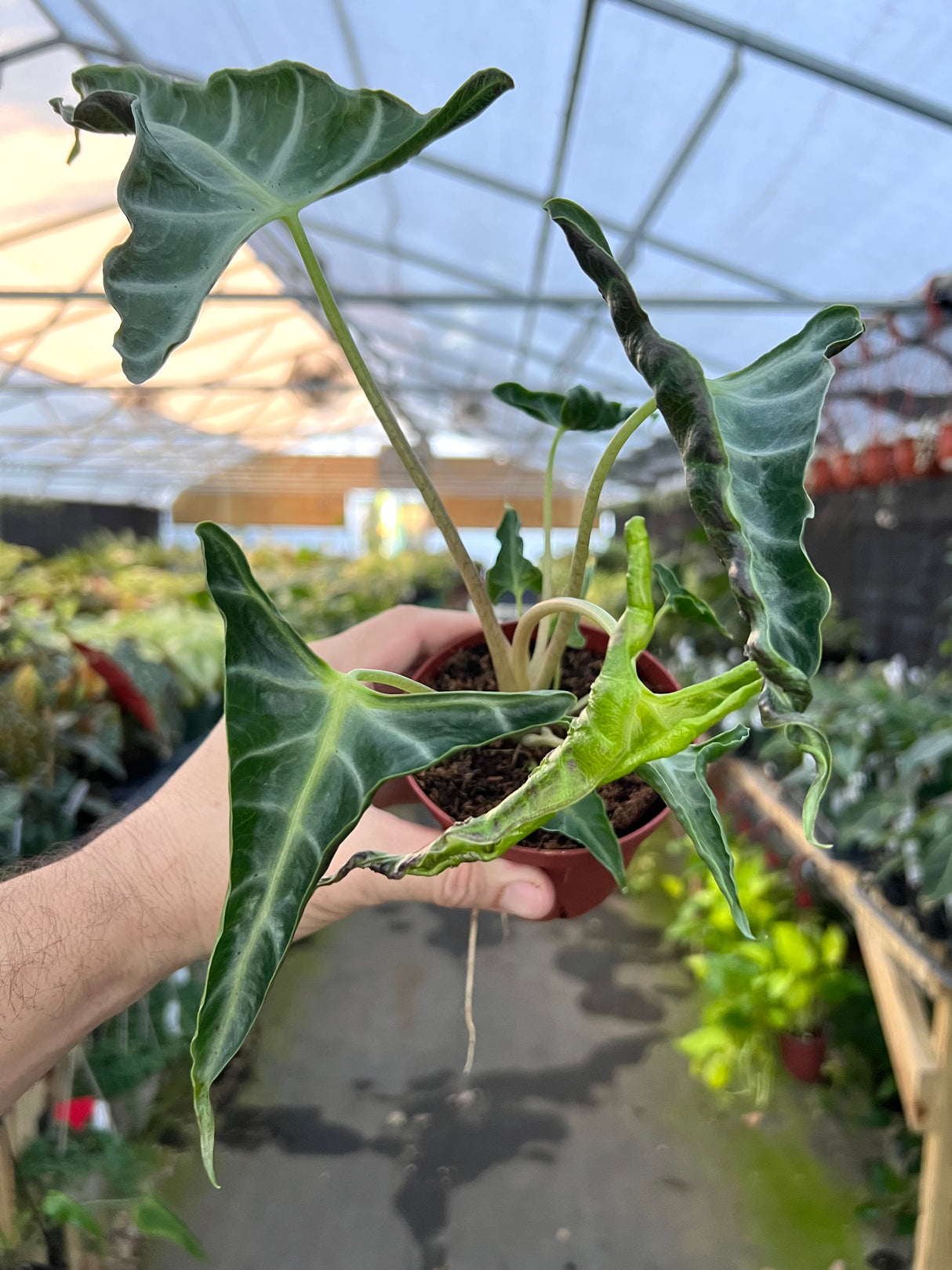 4" Alocasia Loco