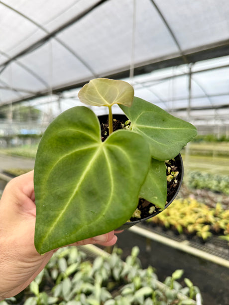 4” Anthurium magnificum