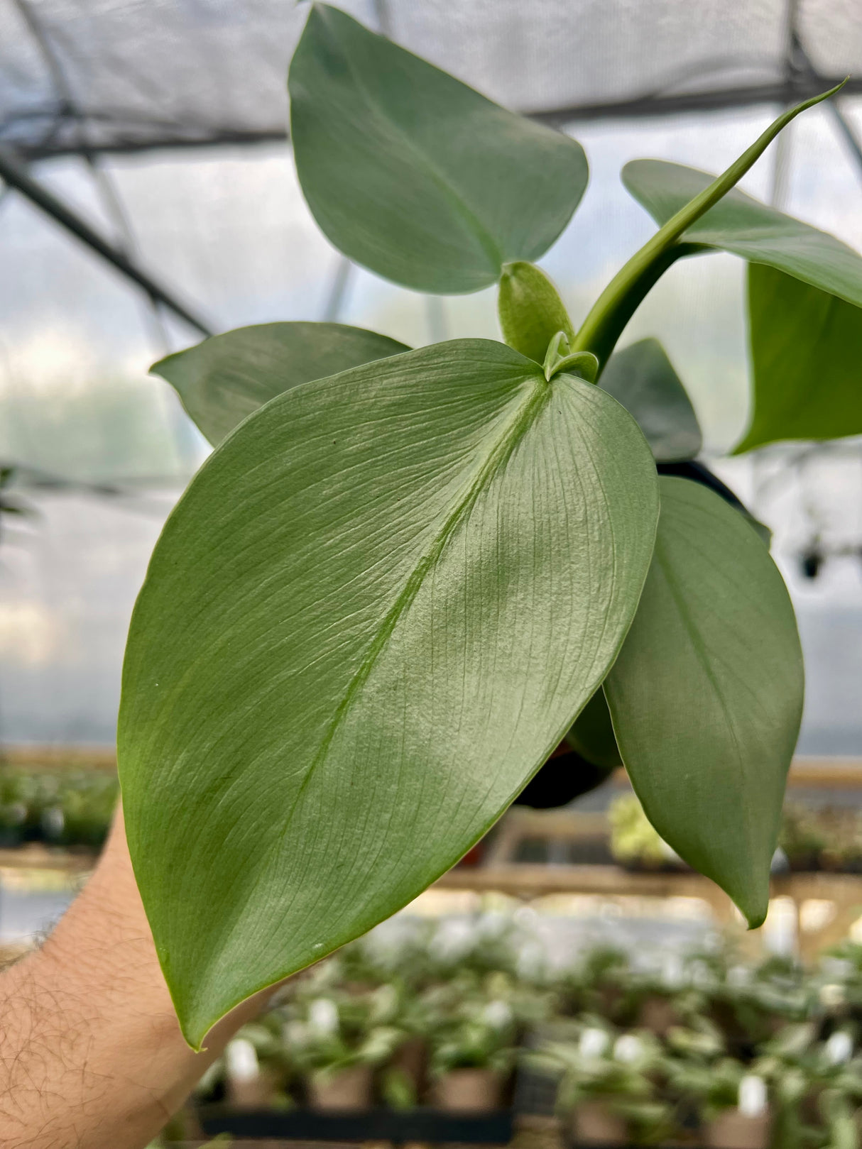 4" Philodendron Silver Sword