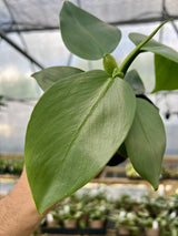 4" Philodendron Silver Sword