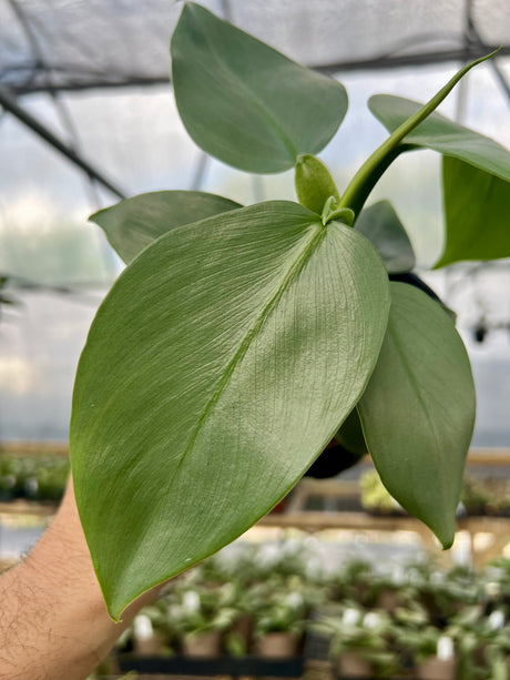 4" Philodendron Silver Sword