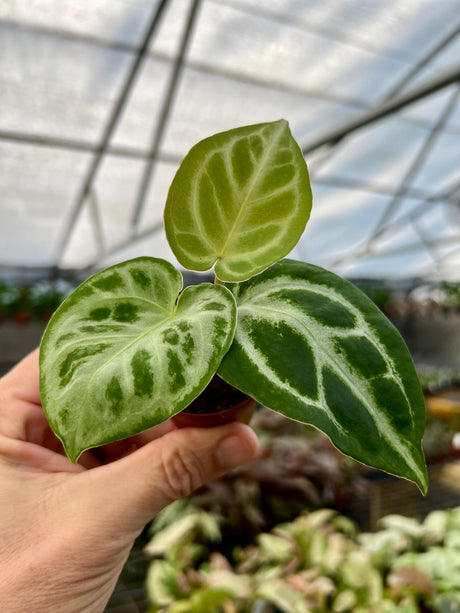 2” Anthurium Silver Blush