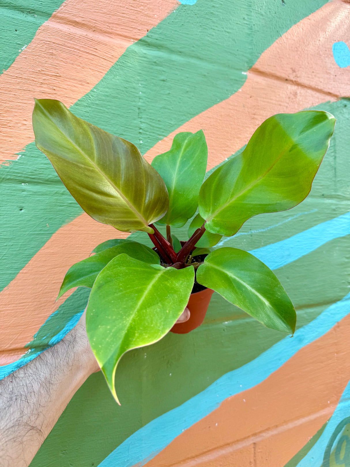 4" Philodendron 'McColley's Finale'