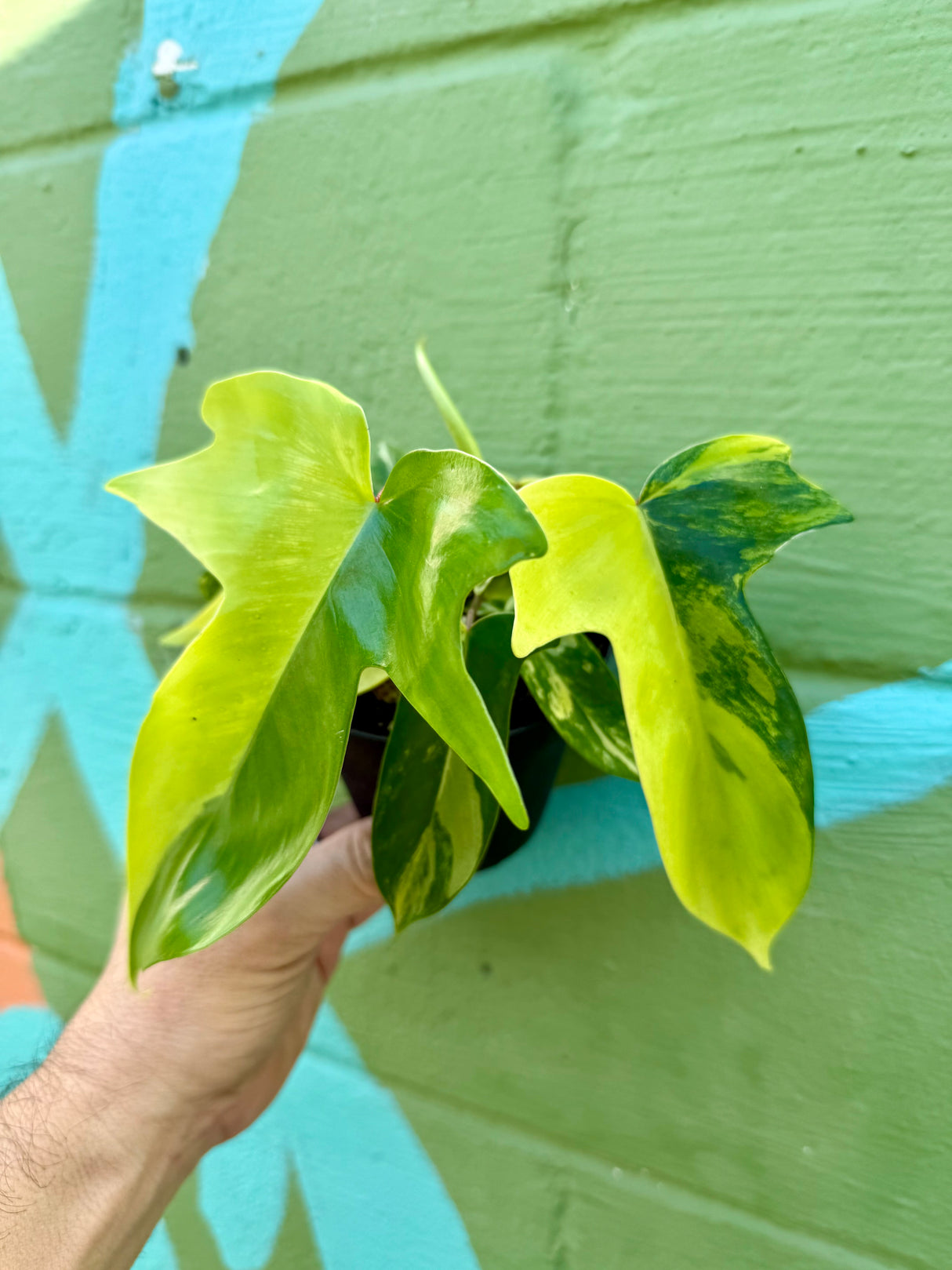4” Philodendron ‘Florida Beauty’